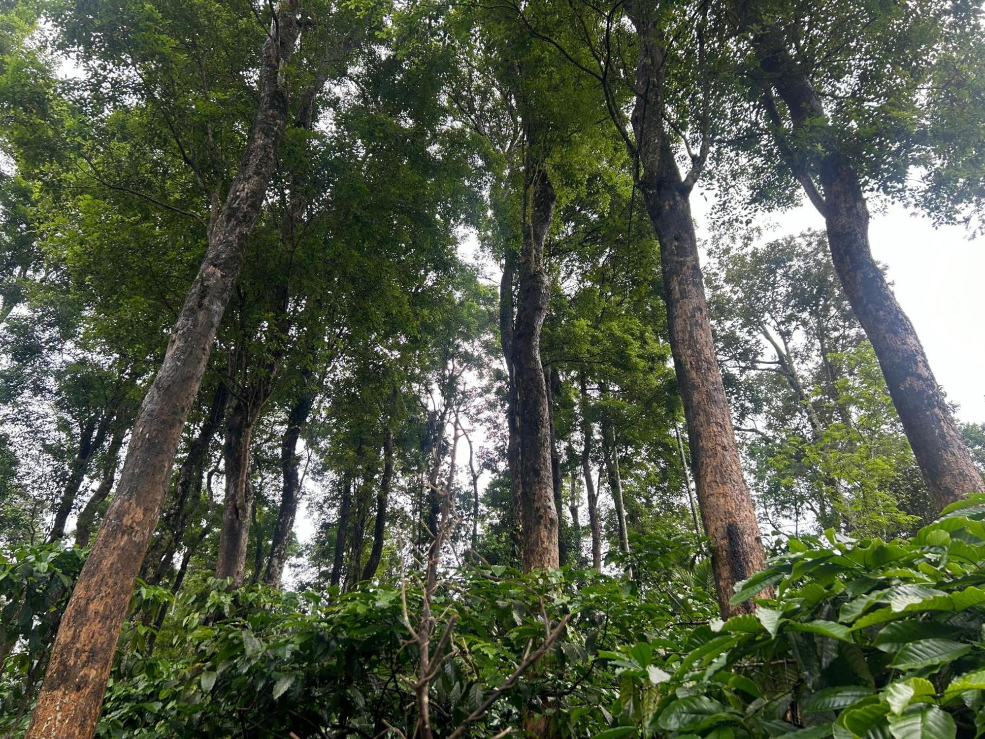 Sylvan Resort Wayanad Extérieur photo